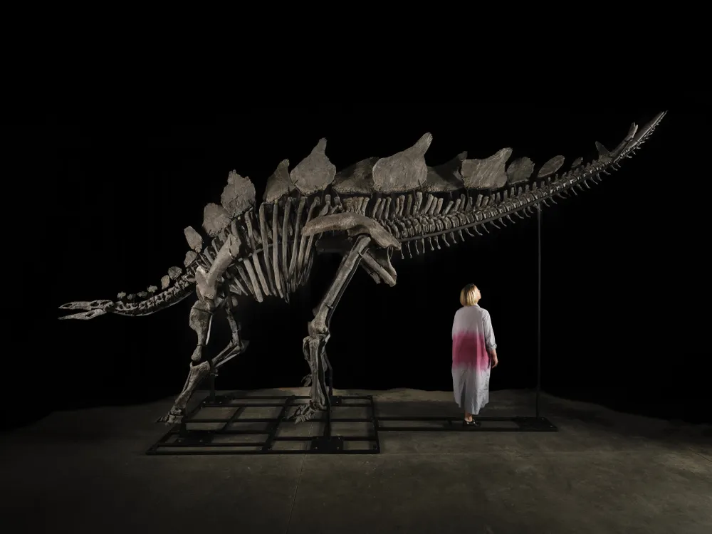 a massive, nearly complete, skeleton of a stegosaurus, with a woman standing below it under the tail